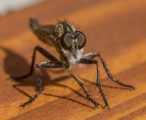 Bir robberfly poz — Stok fotoğraf