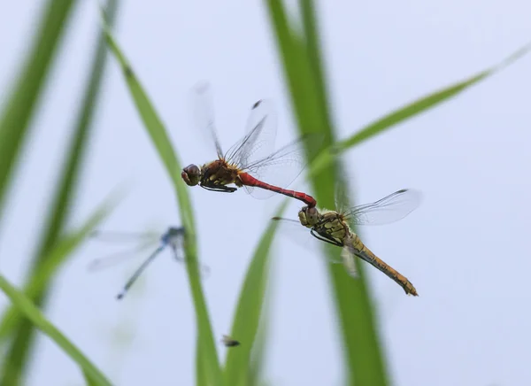 Duas libélulas vermelhas acasalando em voo — Fotografia de Stock