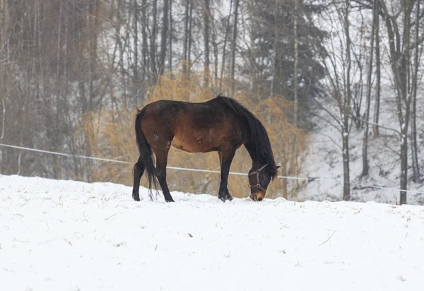 Un caballo buscando la comida bajo una gruesa capa de nieve — Foto de Stock