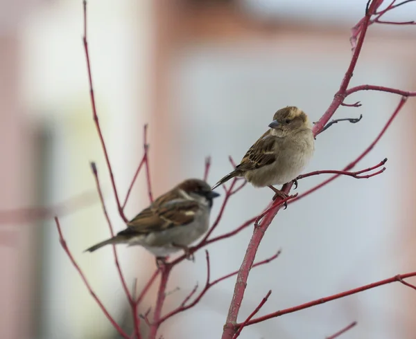 A pair of sparrows sitting on a red twig — Stock Photo, Image