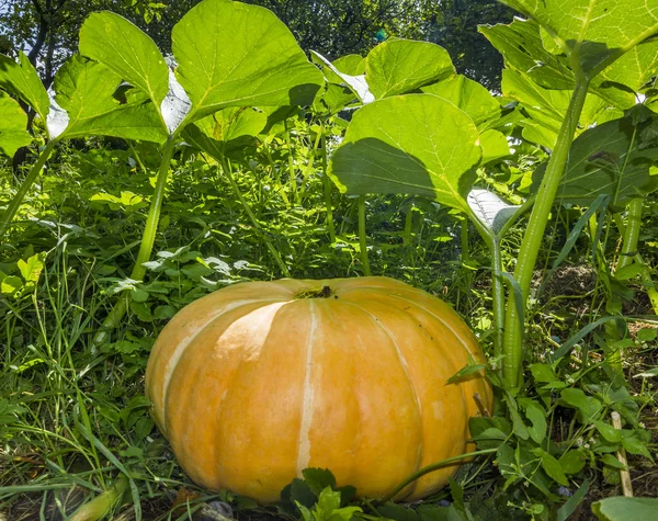 Bahçede büyüyen büyük kabak — Stok fotoğraf