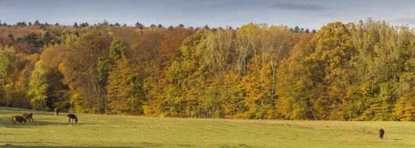 Herbstlandschaftspanorama mit Pferden — Stockfoto