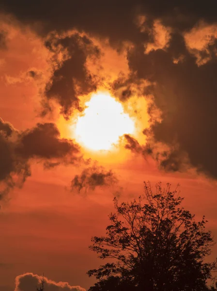 Dark Silhouette Of A Tree Against Orange Sunset — Stock Photo, Image