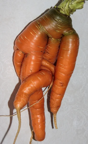 Starngely vormige wortel — Stockfoto
