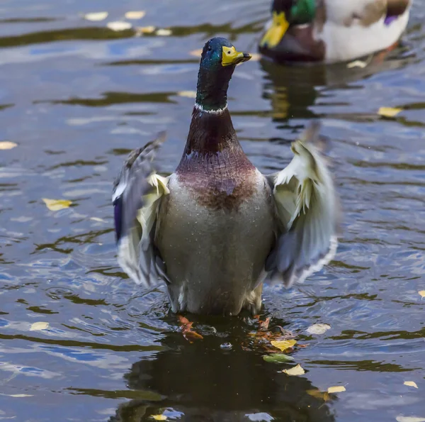 Male Ducks Stands on its Legs nad Flaps its Wings — Stock Photo, Image