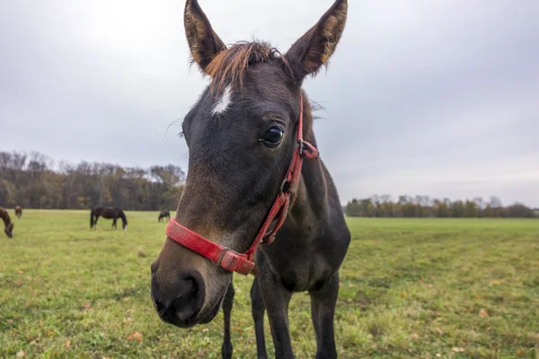 Caballo joven en la cara — Foto de Stock