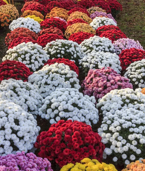 Хризантемы различных цветов — стоковое фото