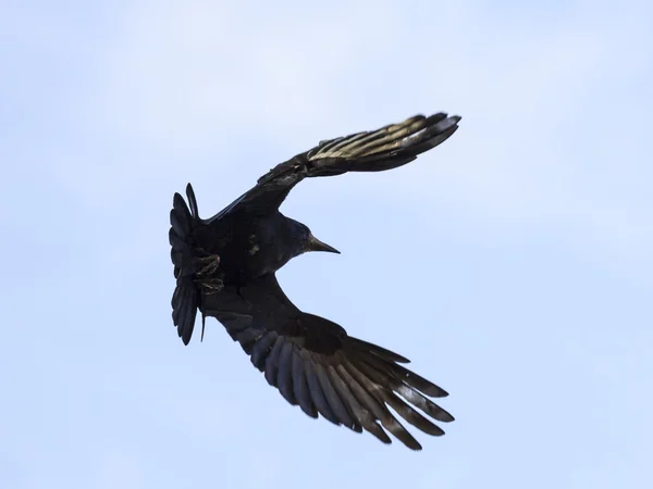 Crow in flight — Stock Photo, Image