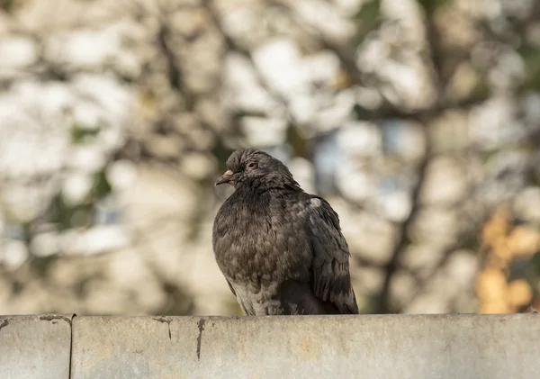 Pigeon standing on the wall with an interestingly blurred backg — Stock Photo, Image