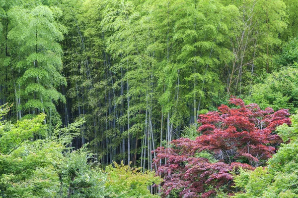 Green bamboo and red acer — Stock Photo, Image