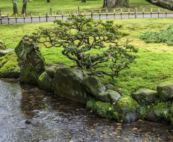 Fragment eines japanischen Gartens mit einem Bonsai-Baum, der auf einem Baum wächst — Stockfoto