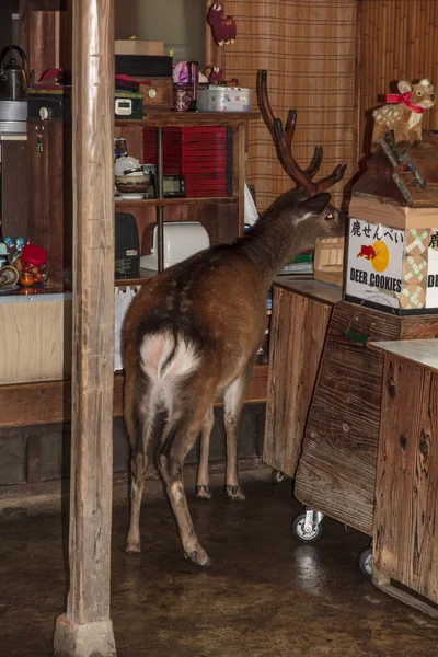 Deer steals food from a shop in Nara, Japan — Stock Photo, Image