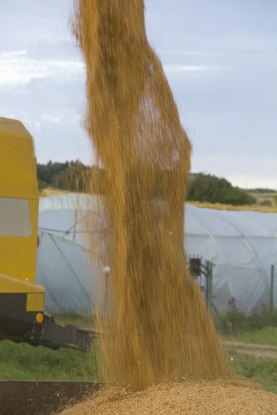Grains falling from combine harvester — Stock Photo, Image