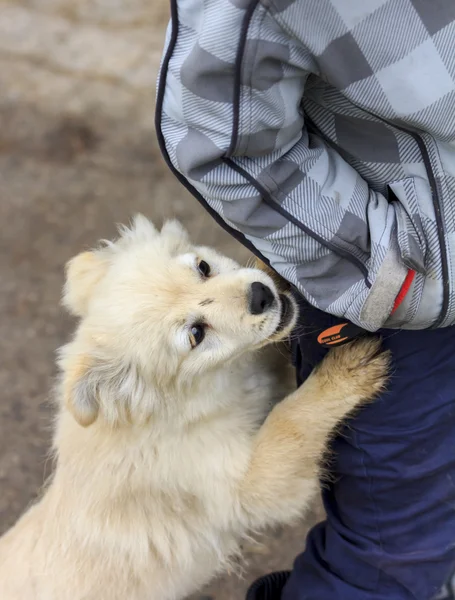 Lindo cachorro blanco apoyado en la pierna de un niño — Foto de Stock