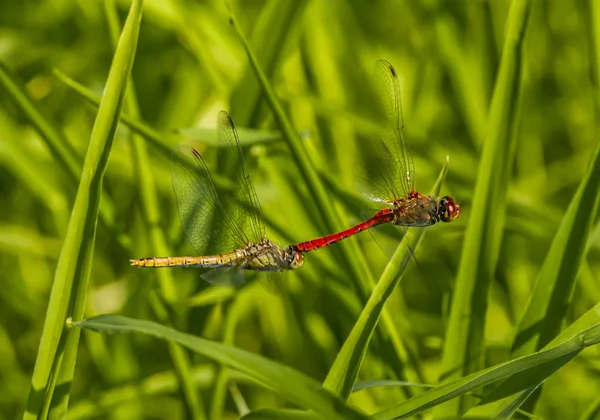 Twee rode libellen paring tijdens de vlucht — Stockfoto