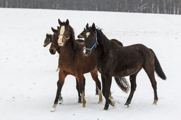 Cavalos andando na neve — Fotografia de Stock