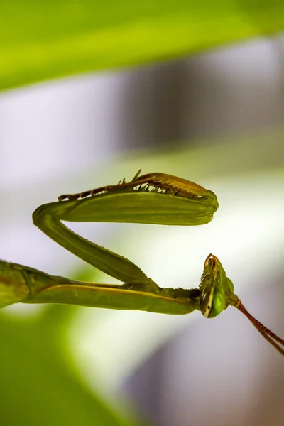 Mantis verde esperando rezar — Foto de Stock