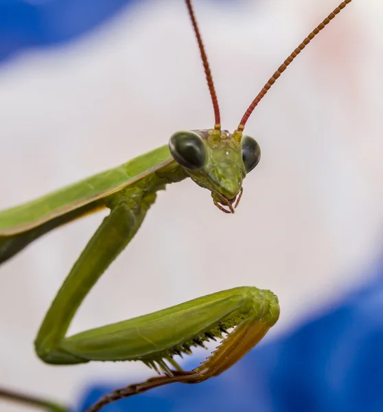 Groene mantis macro foto nl gezicht — Stockfoto