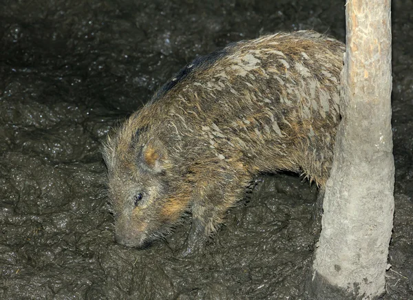 Cerdito jabalí buscando comida en el barro — Foto de Stock