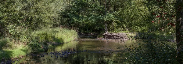 Flod i sommar — Stockfoto
