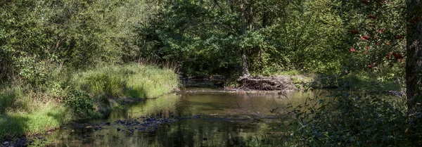 River in summer — Stock Photo, Image