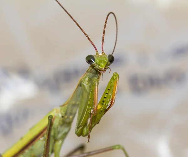 Macro grön praying mantis biter sina antenner — Stockfoto