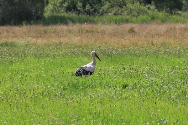 Stork jakt på en grön äng — Stockfoto