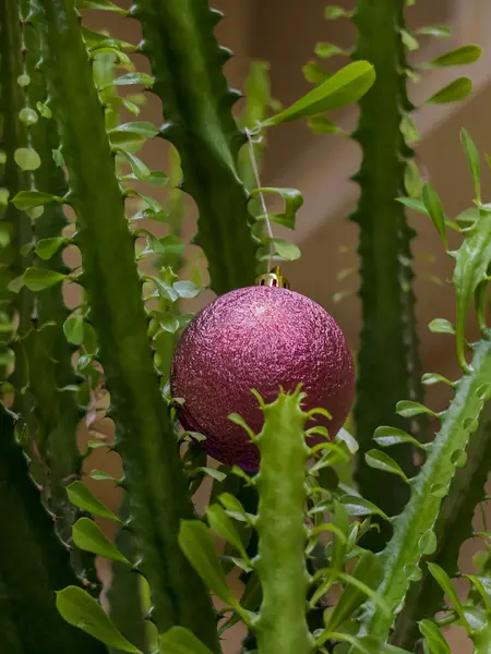 红色圣诞树炸弹吊在一棵仙人掌 — 图库照片