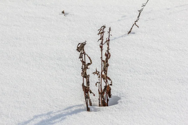 Verdorde plant komt voort uit te steken van sneeuw — Stockfoto