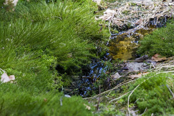 Klasar av häst-tail - equisetum - växer med en liten bäck — Stockfoto