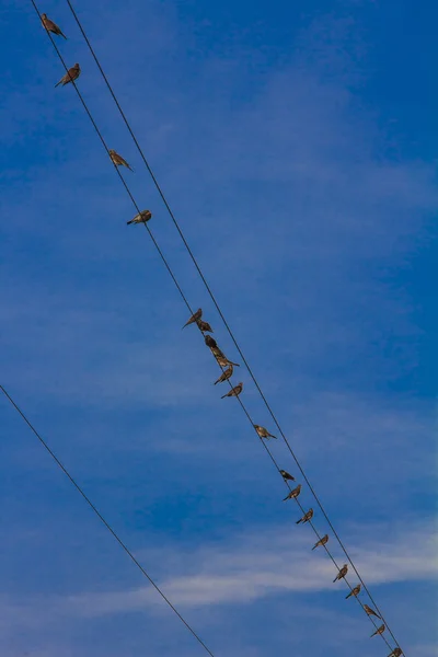 Fila de pássaros sentados em fios elétricos com céu azul em backgrou — Fotografia de Stock