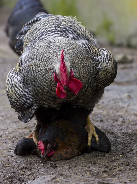 Galo copulando com galinha — Fotografia de Stock