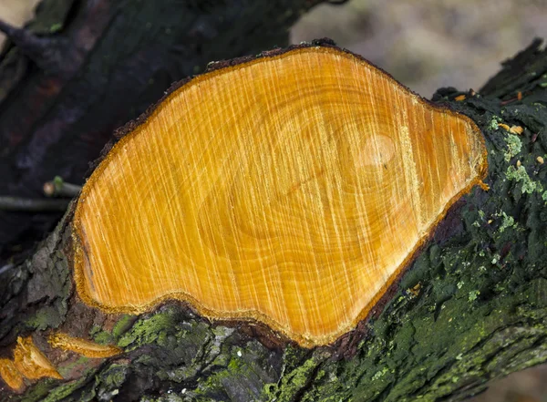 Fragment of tree with branch cut off revealing nice grain textur — Stock Photo, Image