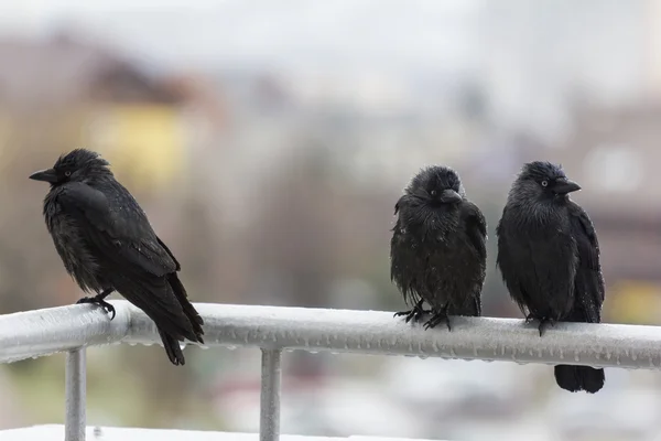 Három nedves varjak ülnek a vertikális, balkon korlát — Stock Fotó