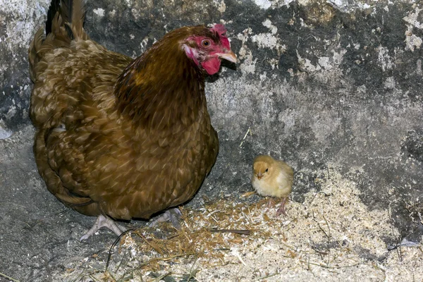 Курица и курица — стоковое фото