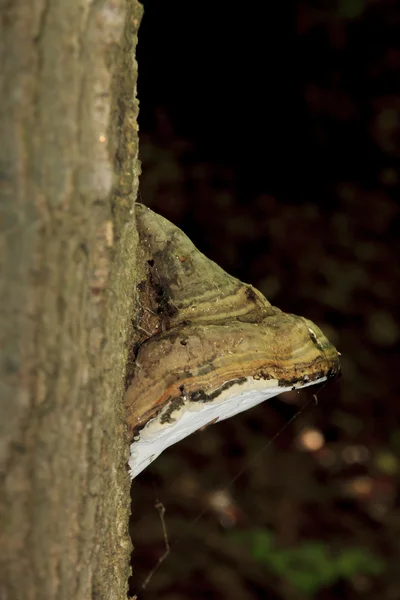 Bracket fungus growing from a tree trunk — Stock Photo, Image