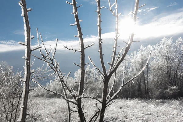 Vinterlandskap med solen skiner genom istäckta grenar — Stockfoto