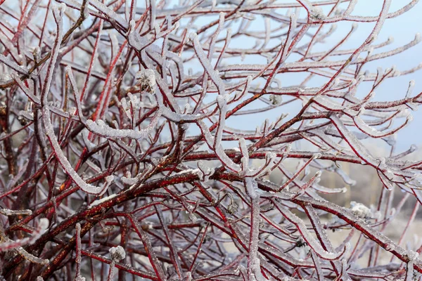 Intensely branches of willow tree engulfed in ice — Stock Photo, Image