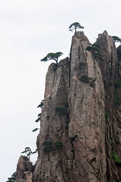 Dennen groiwng uit verticale rots in huang shan bergen, china — Stockfoto