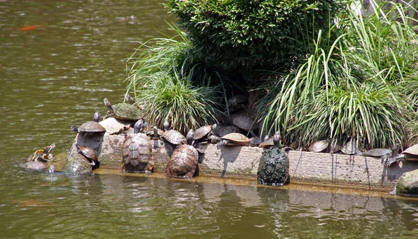 Group of turtles climb the bank of lake — Stock Photo, Image