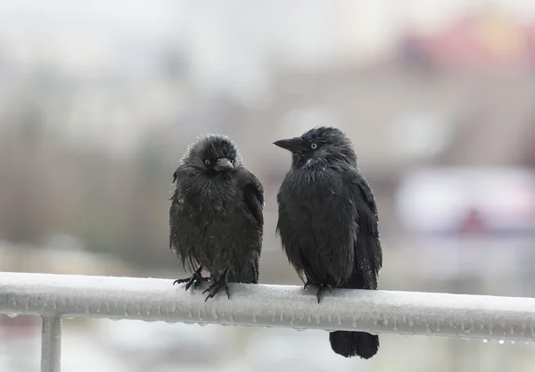 Deux corbeaux mouillés assis sur le rail du balcon — Photo