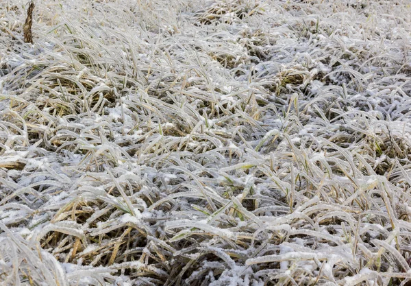 Pole mrożone trawy w zimie — Zdjęcie stockowe