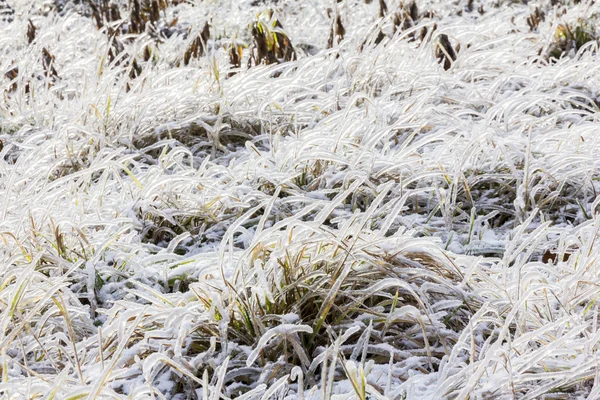 Bevroren gras in de winter — Stockfoto