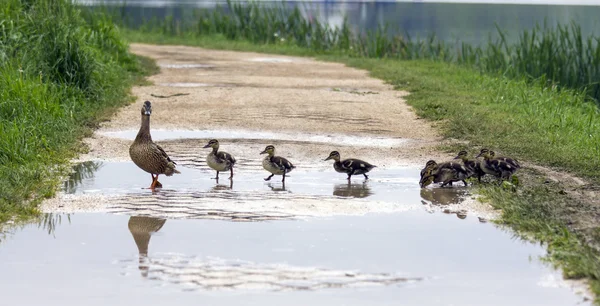 Duck and with ducklings crossing a path — Stock Photo, Image