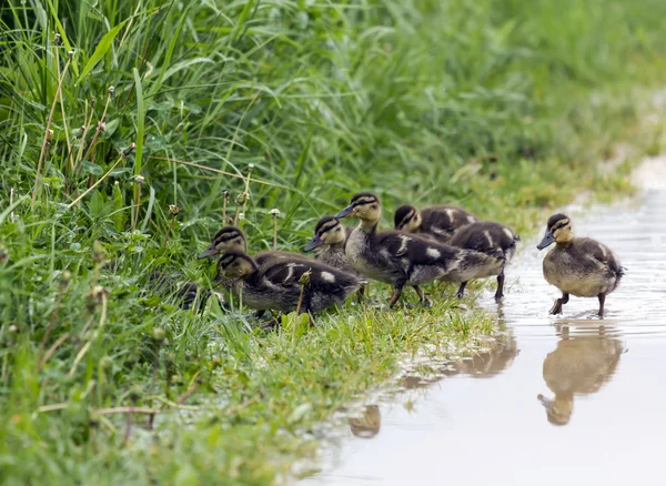 Otların arasında saklanarak ducklings grubu — Stok fotoğraf