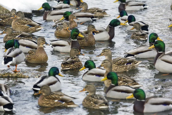 Grande grupo de patos nadando no rio — Fotografia de Stock