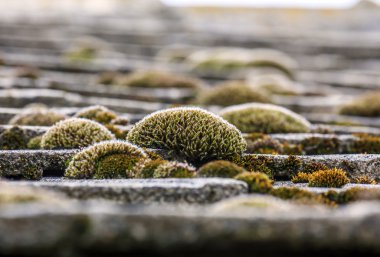 bunches of colorful moss on the tiled roof clipart