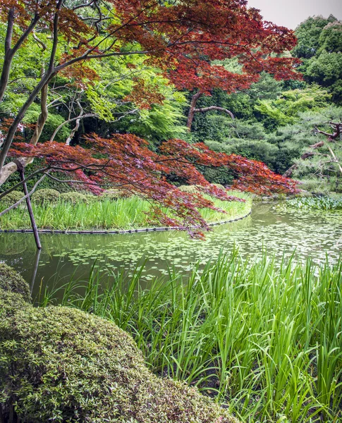 Красный и зеленый сад, киото, япония — стоковое фото