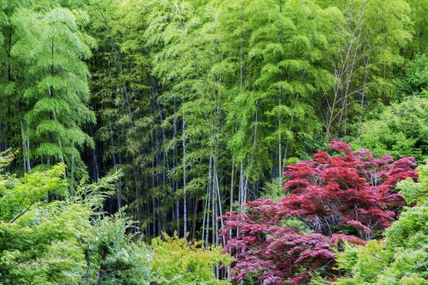 Oil painting stylized green bamboo and red acer — Stock Photo, Image