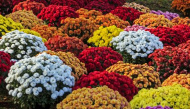oil painting stylized photo of Chrysanthemums of various colors clipart